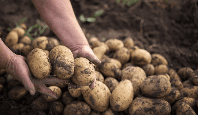 Científicos revelan que la papa moderna evolucionó a partir de un tomate silvestre. Científicos revelan que la papa moderna evolucionó a partir de un tomate silvestre.