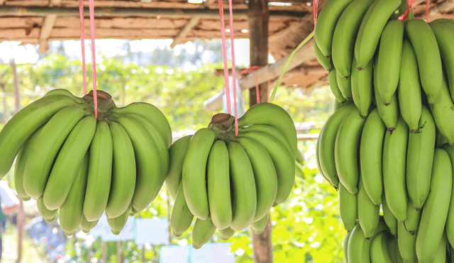 Los beneficios del plátano verde. Los beneficios del plátano verde.
