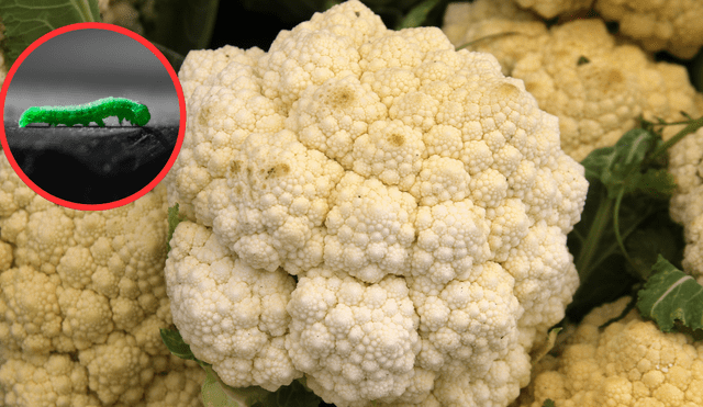 La forma correcta de lavar la coliflor para eliminar las lombrices. La forma correcta de lavar la coliflor para eliminar las lombrices.