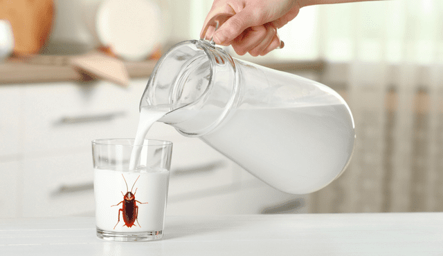 "Leche de cucaracha" , el superalimento del futuro. "Leche de cucaracha" , el superalimento del futuro.