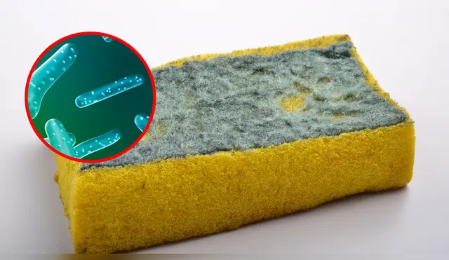 La esponja de cocina puede acumular millones de bacterias si no se limpia correctamente. La esponja de cocina puede acumular millones de bacterias si no se limpia correctamente.
