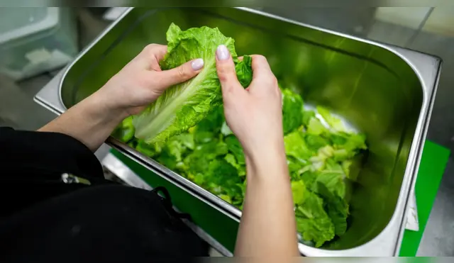 Un chef logró que su lechuga permaneciera fresca más de sesenta días. Fuente: Shutterstock. Un chef logró que su lechuga permaneciera fresca más de sesenta días. Fuente: Shutterstock.