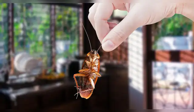 Cucarachas en la cocina Cucarachas en la cocina