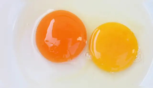 Color de la yema de huevo Color de la yema de huevo