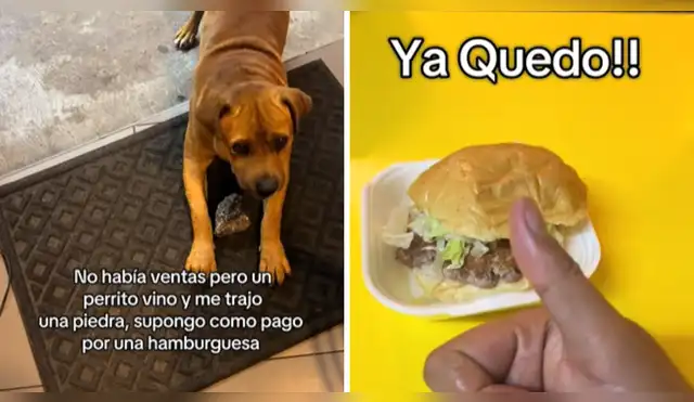 Perro paga con piedras por una hamburguesa a trabajador de puesto de comida Perro paga con piedras por una hamburguesa a trabajador de puesto de comida