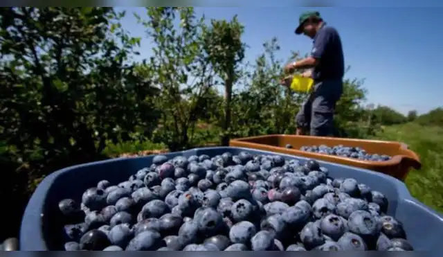 Arándano peruano conquista Japón.