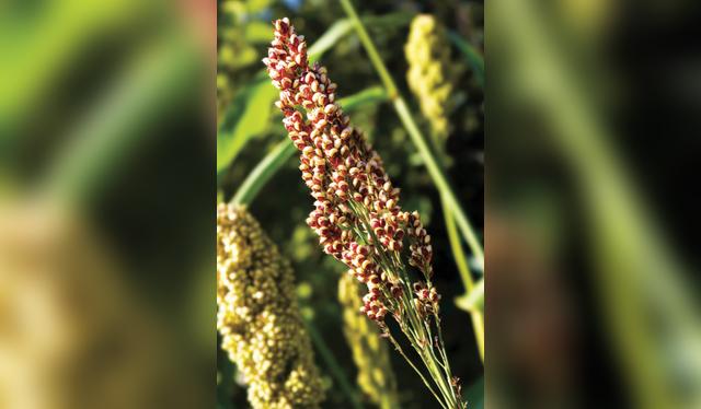  Este grano no crece solo en el Perú o en los países andinos, también se cultiva en Estados Unidos, China, Europa, Canadá y la India, países donde su consumo va en aumento, pues es considerado nutritivo, con propiedades para mejorar la salud.  
