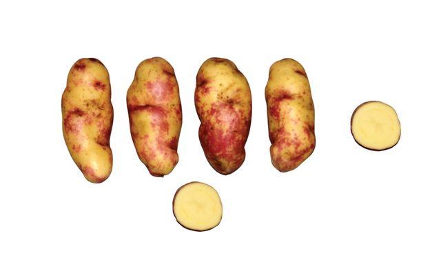 La verdadera Huamantanga. ©️Centro Internacional de la Papa, Lima, Peru.   