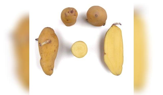 Papa nativa Ishkupuru o limeña, pero que en Lima se conoce como Huamantanga. ©️Centro Internacional de la Papa, Lima, Peru   