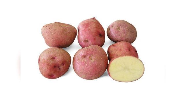 Una papa híbrida, la canchán es muy buena para la fritura. ©️Centro Internacional de la Papa, Lima, Peru.   