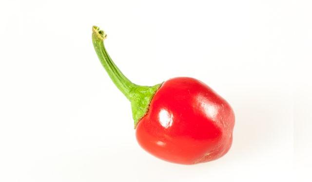 Pequeño y colorado, este ají es fortachón, como una versión miniatura del rocoto Pequeño y colorado, este ají es fortachón, como una versión miniatura del rocoto