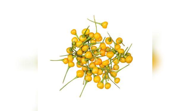 Este pequeño es típico de la Amazonía peruana, donde se usa para las salsas y aderezos. Este pequeño es típico de la Amazonía peruana, donde se usa para las salsas y aderezos.