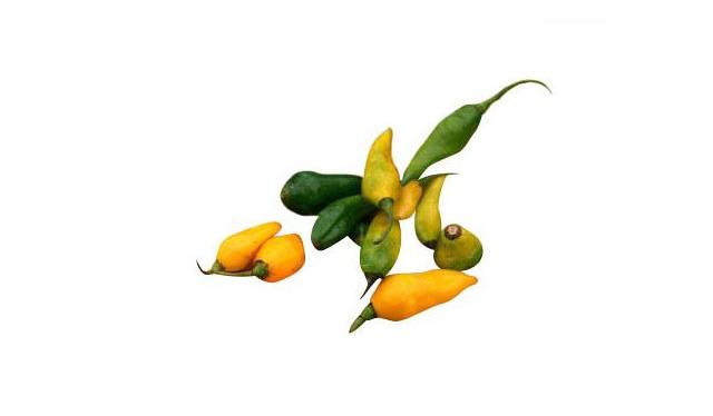 Es típico del valle de Moche, en la costa norte liberteña. Crédito: Andina - Difusión. Es típico del valle de Moche, en la costa norte liberteña. Crédito: Andina - Difusión.