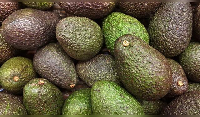 Distintas tonalidades de madurez de la palta Hass: del verde al morado. Este último denota que está lista. Distintas tonalidades de madurez de la palta Hass: del verde al morado. Este último denota que está lista.