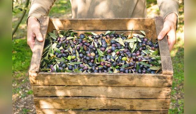 Las aceitunas frescas, recién cosechadas tiene un olor y sabor muy distinto al de las aceitunas de botija o en salmuera.    