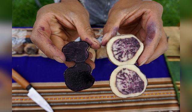 El resultado final, la absoluta pigmentación, luego de años de mejoramiento genético de las papas de su chacra. El resultado final, la absoluta pigmentación, luego de años de mejoramiento genético de las papas de su chacra.
