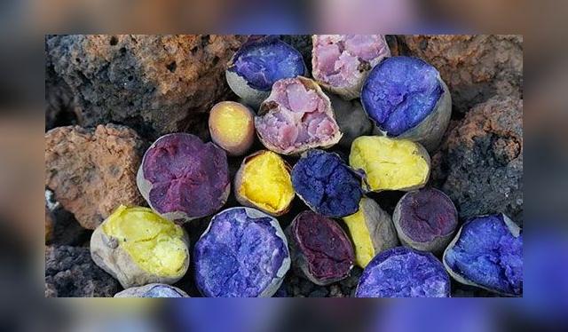 Así lucen las papas nativas de Manuel en una huatia lñuego de la cosecha. Así lucen las papas nativas de Manuel en una huatia lñuego de la cosecha.