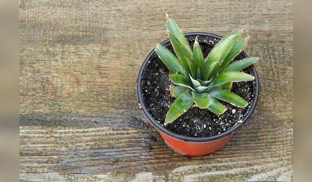 Aunque se puede cultivar piña en casa, lo mejor es que crezca en condiciones idóneas de terreno, clima y agua. La tierra roja es fundamental.    