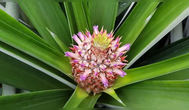 La flor de la piña luego se convertirá en el fruto.    