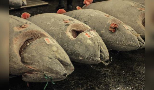 Los atunes que se venden en el mercado japonés pasan por un proceso de congelamiento inmediato que conserva muy bien sus propidades. Los atunes que se venden en el mercado japonés pasan por un proceso de congelamiento inmediato que conserva muy bien sus propidades.