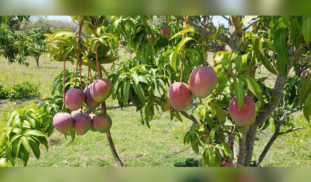 Muchas de las variedades que se producen actualmente se desarrollaron genéticamente en Florida, Estados Unidos, en la primera mitad del siglo pasado.   