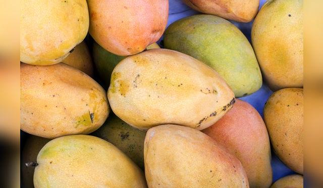 El Edward es un mango de tamaño mediano, con muy buena acidez y abundante pulpa.    