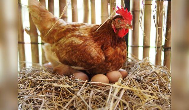 Las aves de corral pueden ser portadoras de la salmonella. Por eso se tienen que vacunar y se cuida mucho la higienen en los lugares de producción.   