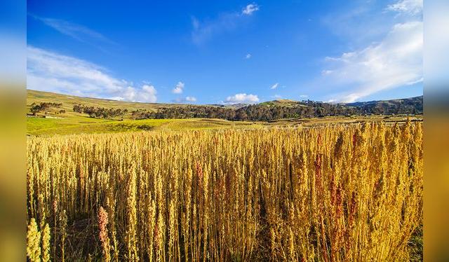 La quinua crece lejos de cualquier plaga o elemento contaminante.   
