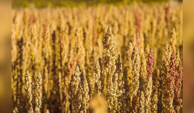 La planta de la quinua fue domesticada en el altiplano y forma parte de la dieta de los habitantes de esta zona.    