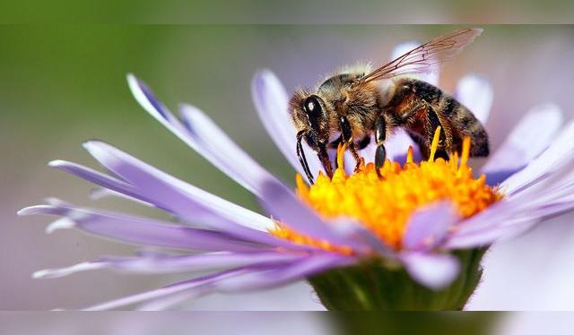 Apis mellifera: la responsable del equilibrio del mundo. Apis mellifera: la responsable del equilibrio del mundo.