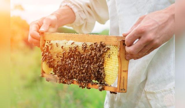 La apicultura muchas veces es una actividad alterna a la agricultura. Hay empresas que alquilan panales para polinizar. La apicultura muchas veces es una actividad alterna a la agricultura. Hay empresas que alquilan panales para polinizar.