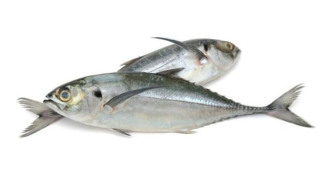 El jurel es un buen reemplazo par el bonito, en cuanto a precio y rendimiento.    