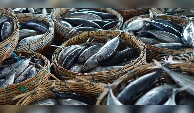 El bonito es uno de los pescados más consumidos debido a su bajo costo, sabor, valor nutritivo y rendimiento.   