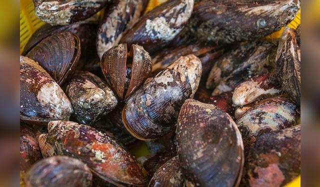 Los choros también están en veda. No los pidas ni compres.    