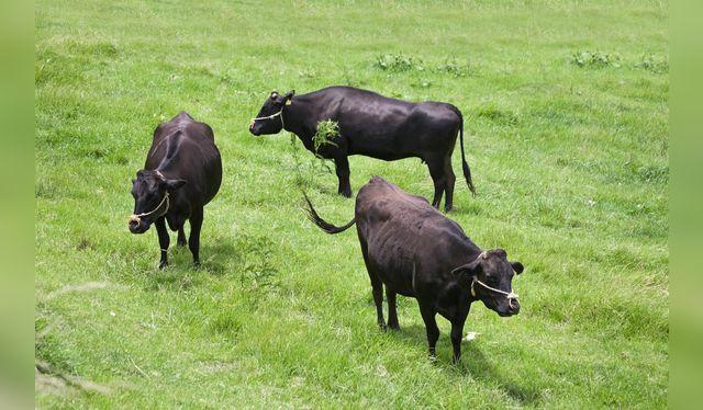 El ganado pastando libremente: la crianza marca una diferencia en la calidad y dureza de la carne.   