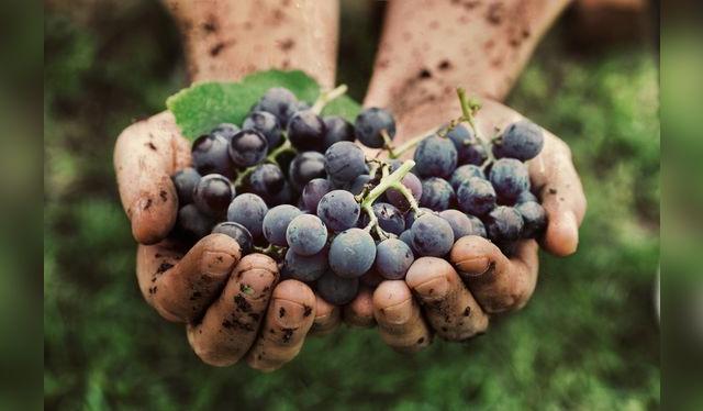 Los vinos naturales buscan producir con la menor intervención posible. Los vinos naturales buscan producir con la menor intervención posible.