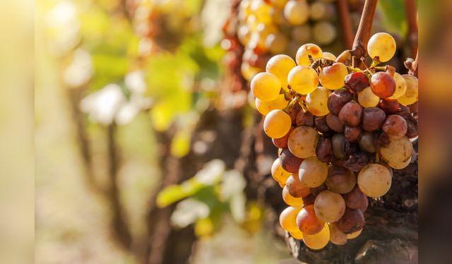 Algunos racimos desarrollan un hongo llamado botritis, que bien manejado puede resultar en vinos dulces excepcionales. Algunos racimos desarrollan un hongo llamado botritis, que bien manejado puede resultar en vinos dulces excepcionales.