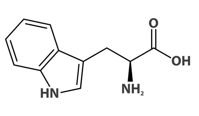 El triptófano es un aminoácido esencial que necesitamos para el funcionamiento de todo nuestro organismo.    