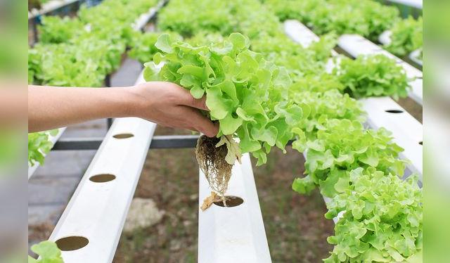 Los cultivos hidropónicos y orgánicos con la solución a los agroquímicos, pero suelen ser más costosos.    