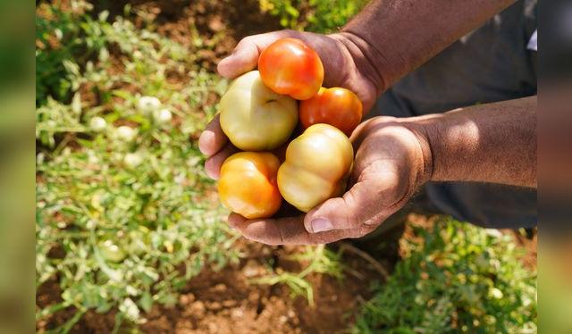 Los tomates y las fresas están entre los productos con mayor contenido de pesticidas.    