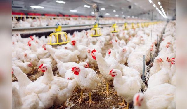 Las aves de corral son propensas a portar bacterias que pueden causar intoxicaciones. Las aves de corral son propensas a portar bacterias que pueden causar intoxicaciones.