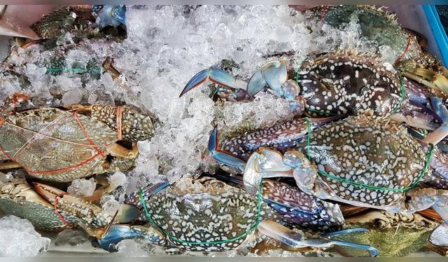 A los congrejos vivos les suelen atar las tenazas. Es una buena señal para ti. A los congrejos vivos les suelen atar las tenazas. Es una buena señal para ti.