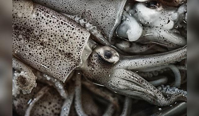 los ojos y tentáculos deben verse brillosos y bien puestos en su sitio. los ojos y tentáculos deben verse brillosos y bien puestos en su sitio.