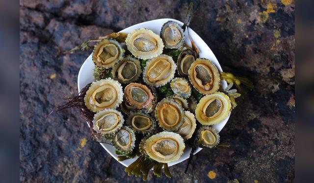 Las lapas vivas reaccionan al ser presionadas ligeramente. Las lapas vivas reaccionan al ser presionadas ligeramente.