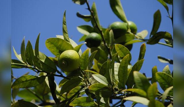 Los limoneros se han acondiconado muy bien al suelo de la costa norte. Piura lidera la producción con más del 50% de la producción nacional. Los limoneros se han acondiconado muy bien al suelo de la costa norte. Piura lidera la producción con más del 50% de la producción nacional.