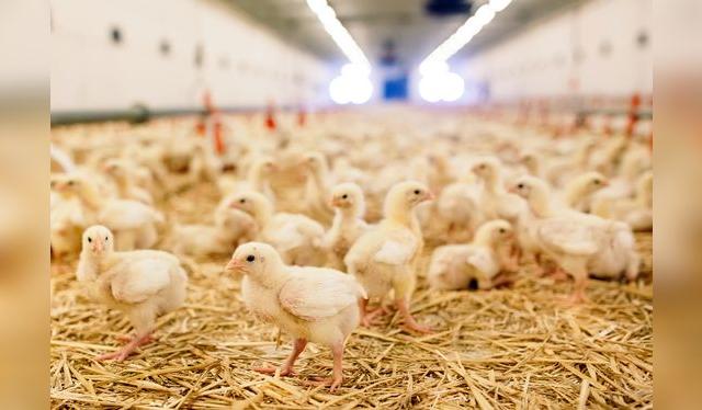 La crianza de los pollos es el resultado de años de selección de los mejores ejemplares.   