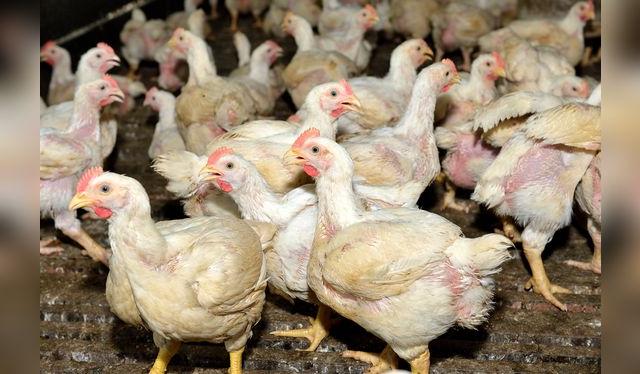 Las aves de corral viven en condiciones poco higiénicas, por eso son uno de los principales agentes contaminantes.   