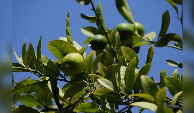 El limonero llegó de Asia pero se ha adaptado a la perfección al suelo norteño.   