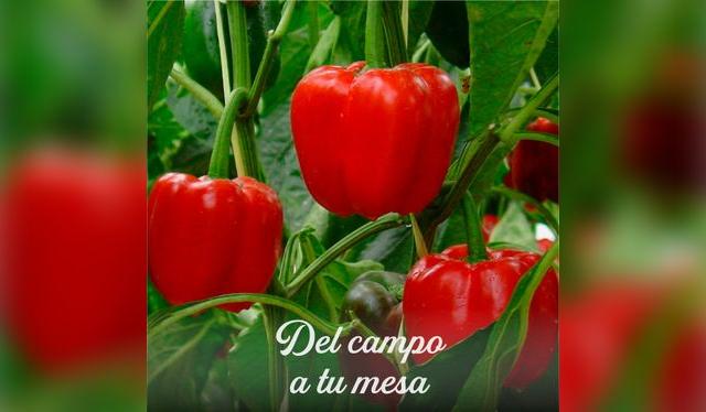 Productos directo de los productores.   