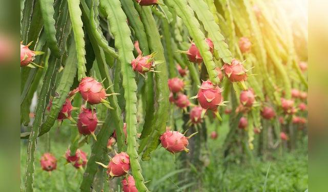 El cultivo de esta fruta exótica está en crecimiento, con un gran potencial exportador.    